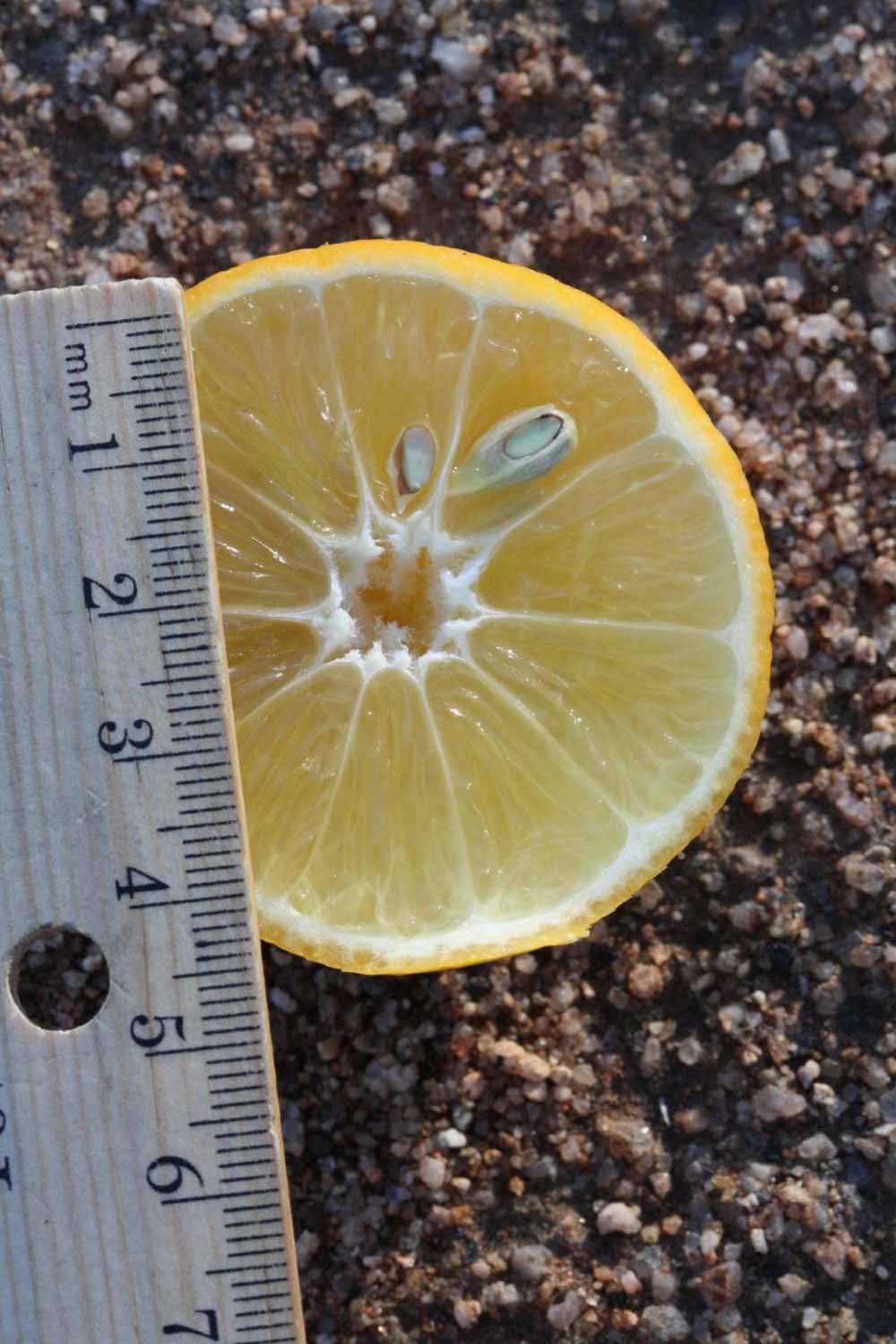            Fruit cross-section (Jullander Khatii, Riverside, CA)   